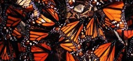 Monarch butterfly decline linked to spread of GM crops, New Study