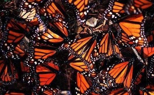 Monarch butterfly decline linked to spread of GM crops, New Study