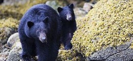Mutilated black bear carcass found in North Vancouver park