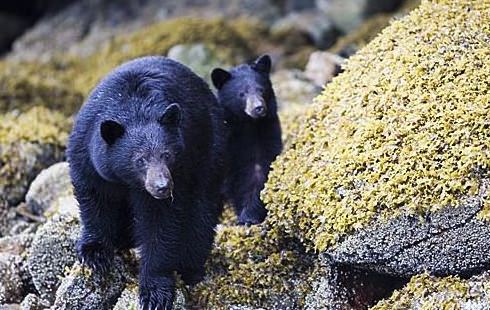 Mutilated black bear carcass found in North Vancouver park