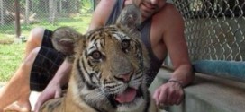 New York Legislature bans selfies with tigers