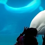 British Columbians Split on Whales in Captivity