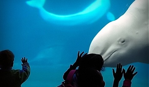 British Columbians Split on Whales in Captivity