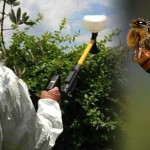 Pesticides 'pose serious risk' to wildlife, Study
