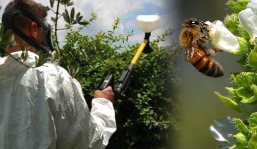 Pesticides ‘pose serious risk’ to wildlife, Study