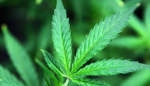 Pot & schizophrenia linked