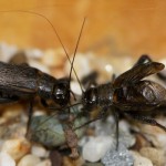 Rapid Convergent Evolution in Wild Crickets, Study