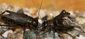 Rapid Convergent Evolution in Wild Crickets, Study