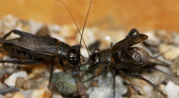 Rapid Convergent Evolution in Wild Crickets, Study