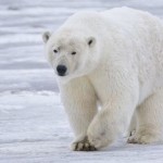 Rare Peek at Arctic Life through Polar Bear's Eyes