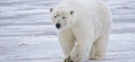 Rare Peek at Arctic Life through Polar Bear's Eyes