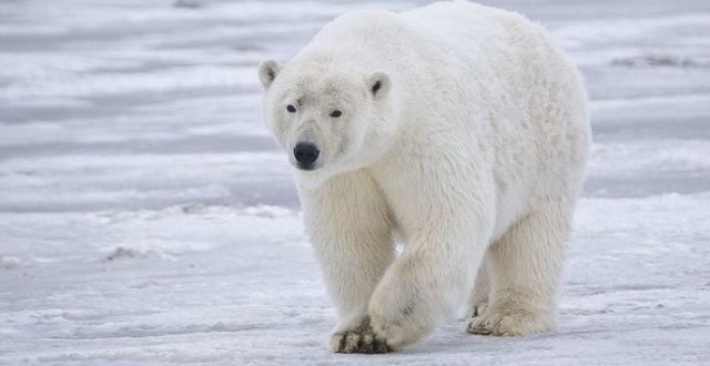 Rare Peek at Arctic Life through Polar Bear’s Eyes (Video)