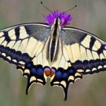 Rare Swallowtail To Colonise UK?