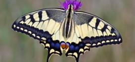 Rare Swallowtail To Colonise UK?