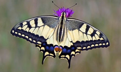 Rare Swallowtail To Colonise UK?