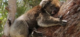 Researchers determine why koalas cling to tree limbs