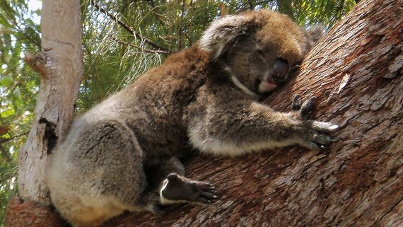 Researchers determine why koalas cling to tree limbs