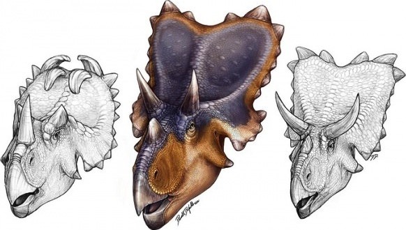 Researchers discover dinosaur that grew 'wings' on its head