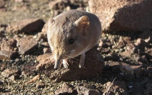 Researchers discover mouse species with elephant genes