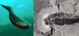 Researchers find 500-million-year-old fossils of tiny fish in the Rockies