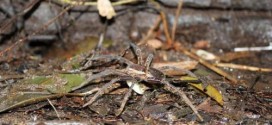 Researchers find fish-eating spiders around the world