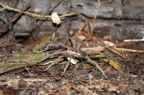 Researchers find fish-eating spiders around the world