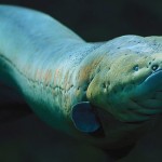 Researchers solve mysteries of electric fish