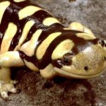 Salamanders give clues to how we might regrow human limbs, study finds