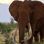 Satao : One Of Kenya's Legendary 'Tuskers' Is Killed By Poachers