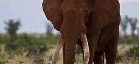 Satao : One Of Kenya's Legendary 'Tuskers' Is Killed By Poachers