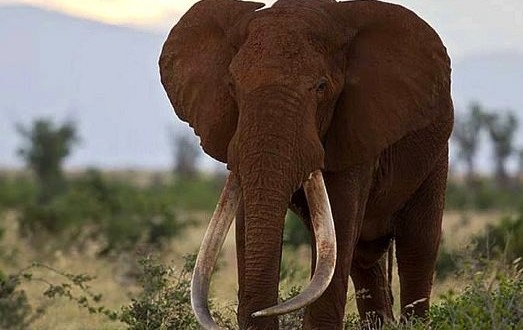 Satao : One Of Kenya’s Legendary ‘Tuskers’ Is Killed By Poachers