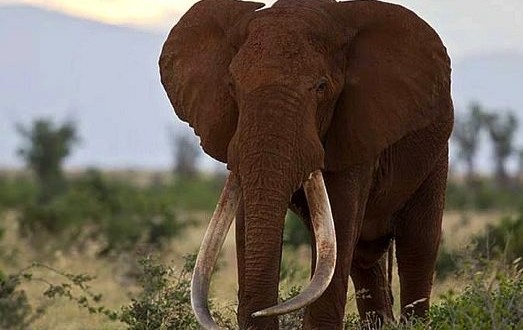 Satao : One Of Kenya's Legendary 'Tuskers' Is Killed By Poachers