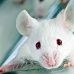 Scientists erase, restore memories in rats