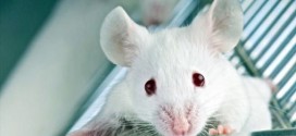 Scientists erase, restore memories in rats