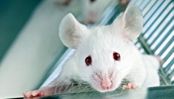 Scientists erase, restore memories in rats