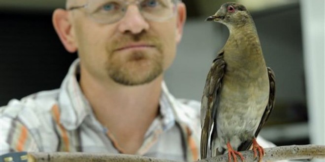 Scientists to Raise Extinct Passenger Pigeon from the Dead