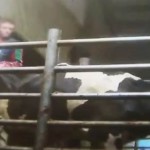 Secret video captures animal abuse in Chilliwack