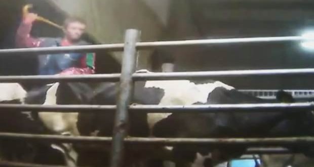 Secret video captures animal abuse in Chilliwack