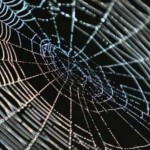 Spiders use their webs to talk to fellow arthropods, New Study