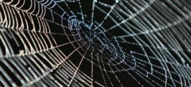 Spiders use their webs to talk to fellow arthropods, New Study