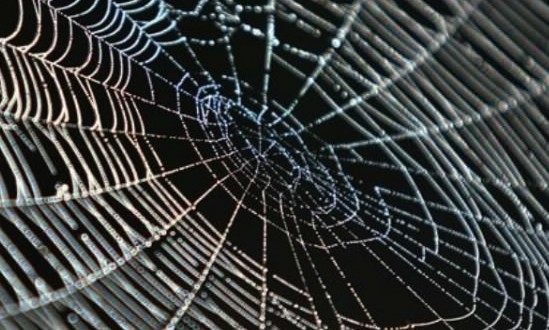 Spiders use their webs to talk to fellow arthropods, New Study