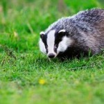 UK : Charities launch fresh badger cull court challenge