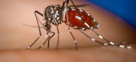 US : Mosquito-borne virus raises health concerns