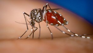US : Mosquito-borne virus raises health concerns