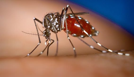 US Mosquito-borne virus raises health concerns