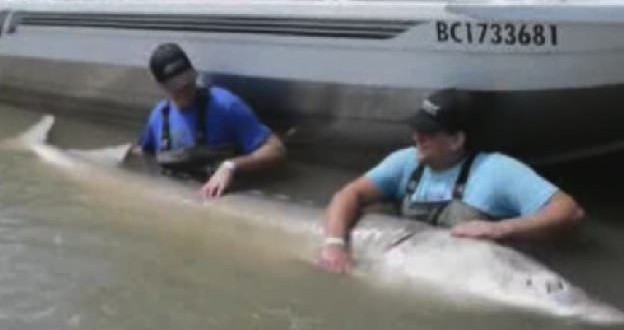 US man catch giant sturgeon on the Fraser River