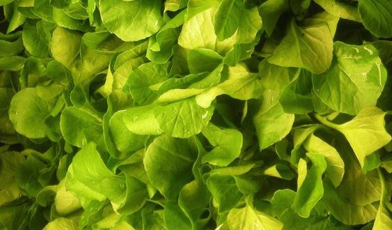 Watercress named top 'powerhouse' veggie, New Study