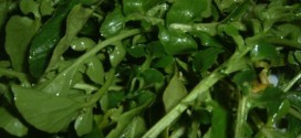 Watercress tops list of 'powerhouse fruits and vegetables', Study