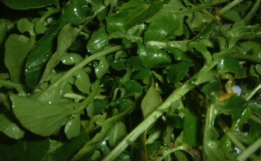 Watercress tops list of 'powerhouse fruits and vegetables', Study