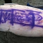 Whale tagged with graffiti in NJ died of virus, official says